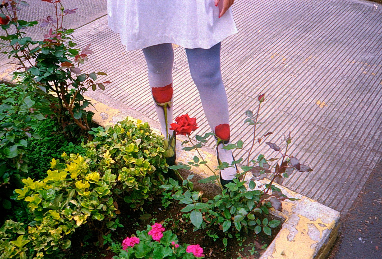 medias rosa