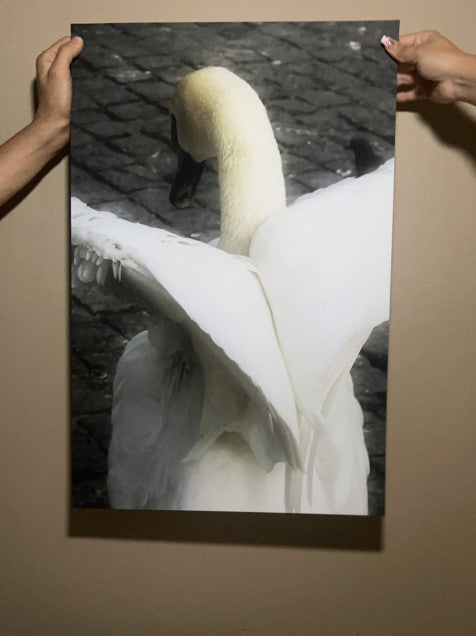 fotografía cisne